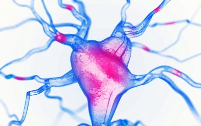 GABA: el neurotransmisor que hace crecer tus músculos mientras duermes
