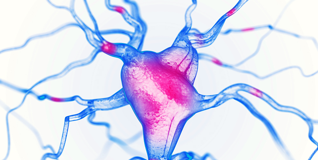 GABA: el neurotransmisor que hace crecer tus músculos mientras duermes