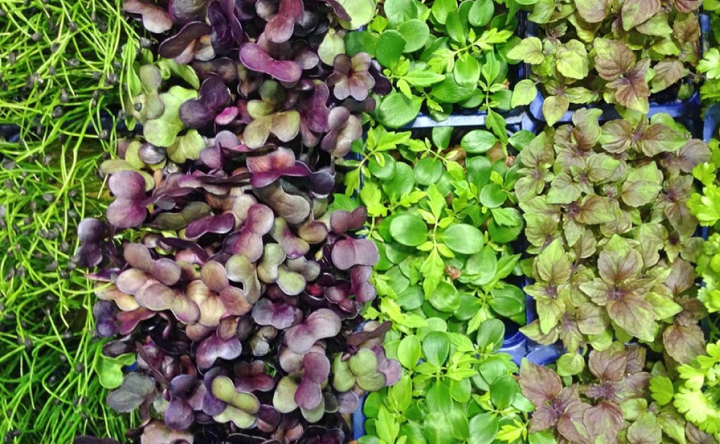 Qué son y por qué comer microgreens