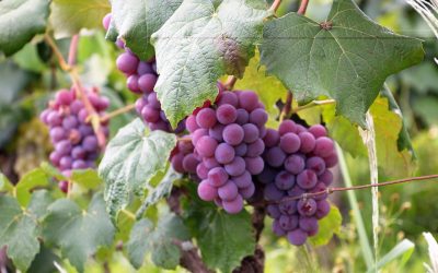 Resveratrol, el antioxidante que salió del vino