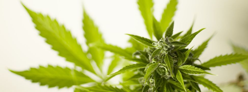 Beneficios de la marihuana en tu cuerpo y tu cerebro