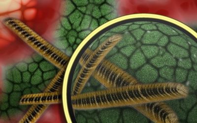 Prebióticos, probióticos y trasplantes de caca: así te defiendes de los antibióticos