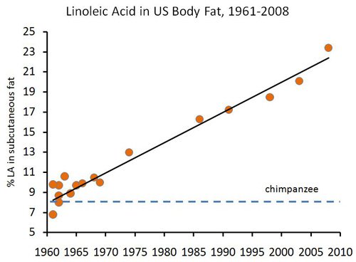 linoleic-acid-in-body-fat