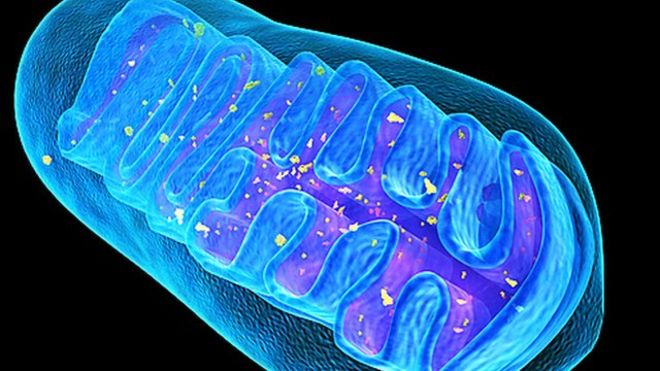 mitochondrial_structure