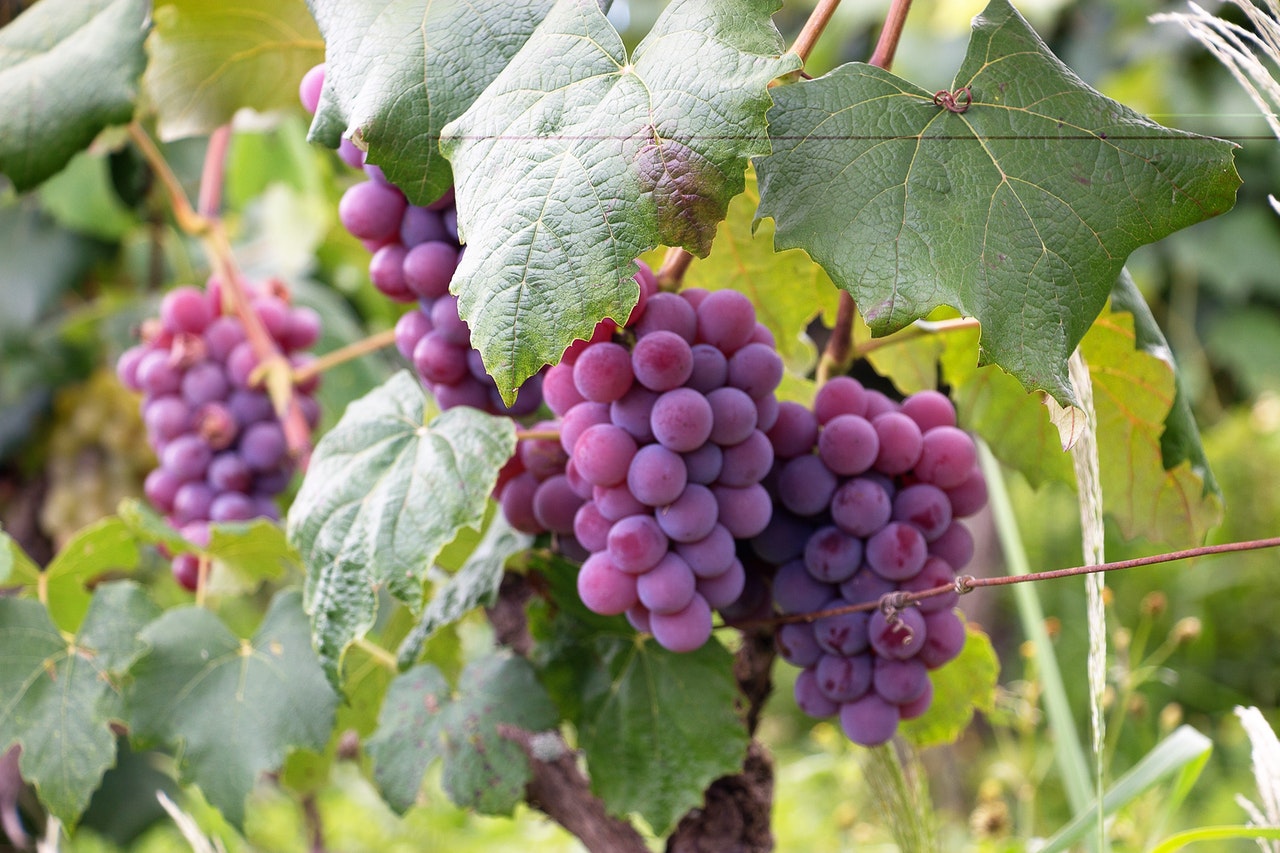 resveratrol
