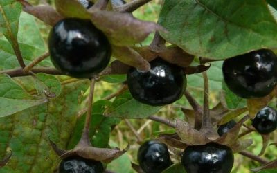 Las plantas son tóxicas, por eso son saludables