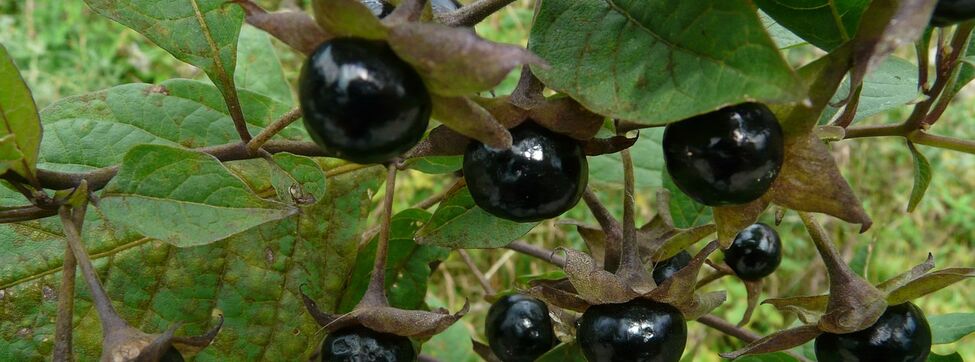 Las plantas son tóxicas, por eso son saludables