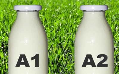 La verdad sobre la leche A1 y A2