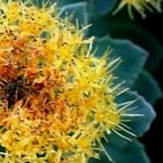 Rodiola, la hierba que surgió del frío